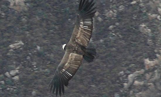 923-Cruz del condor,15 luglio 2013.JPG